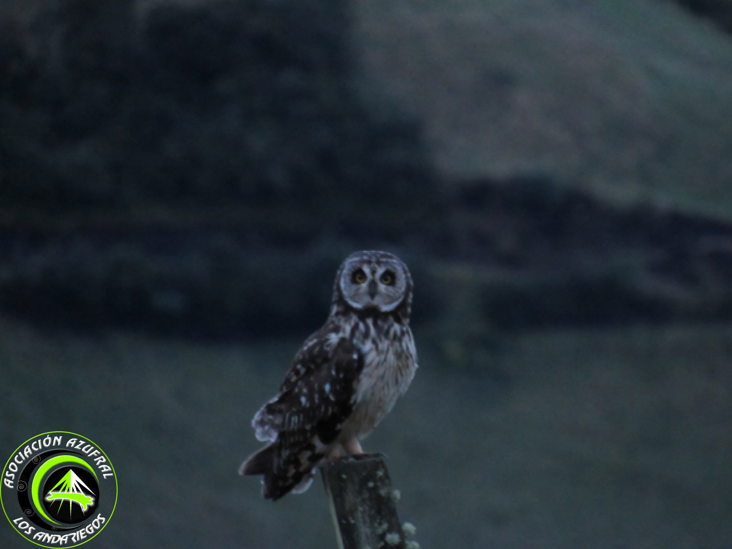 Búho campestre 1