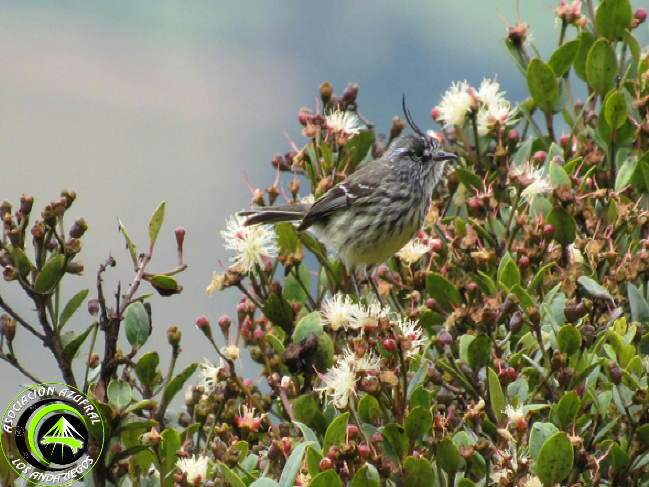 Cachudito Piqui negro