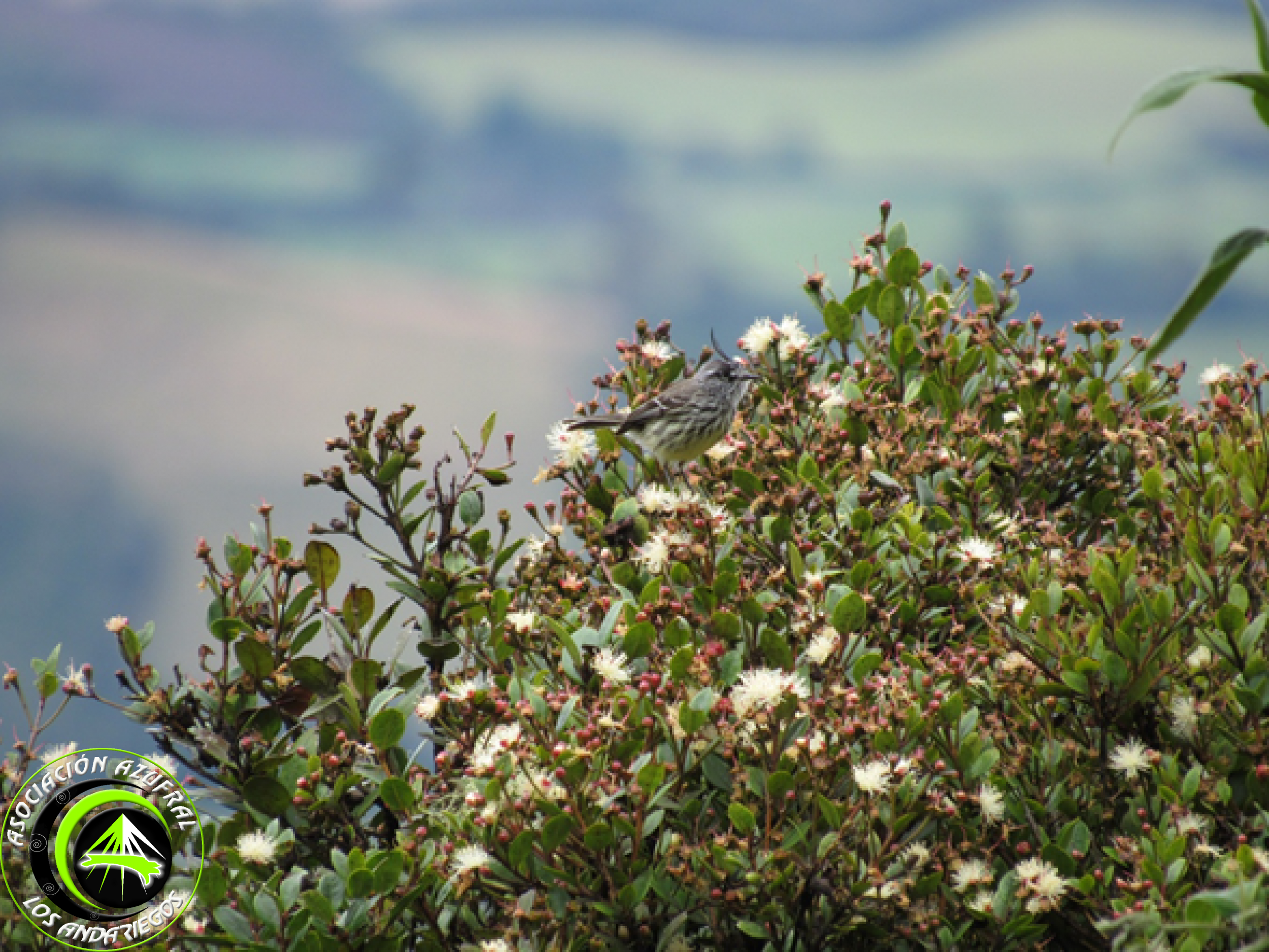 Ruta_1_Cachudito Piqui negro