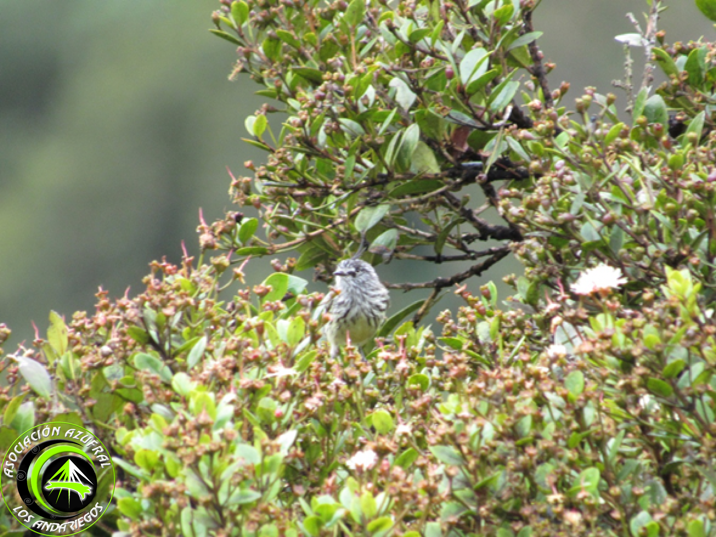 Cachudito Piqui negro 2