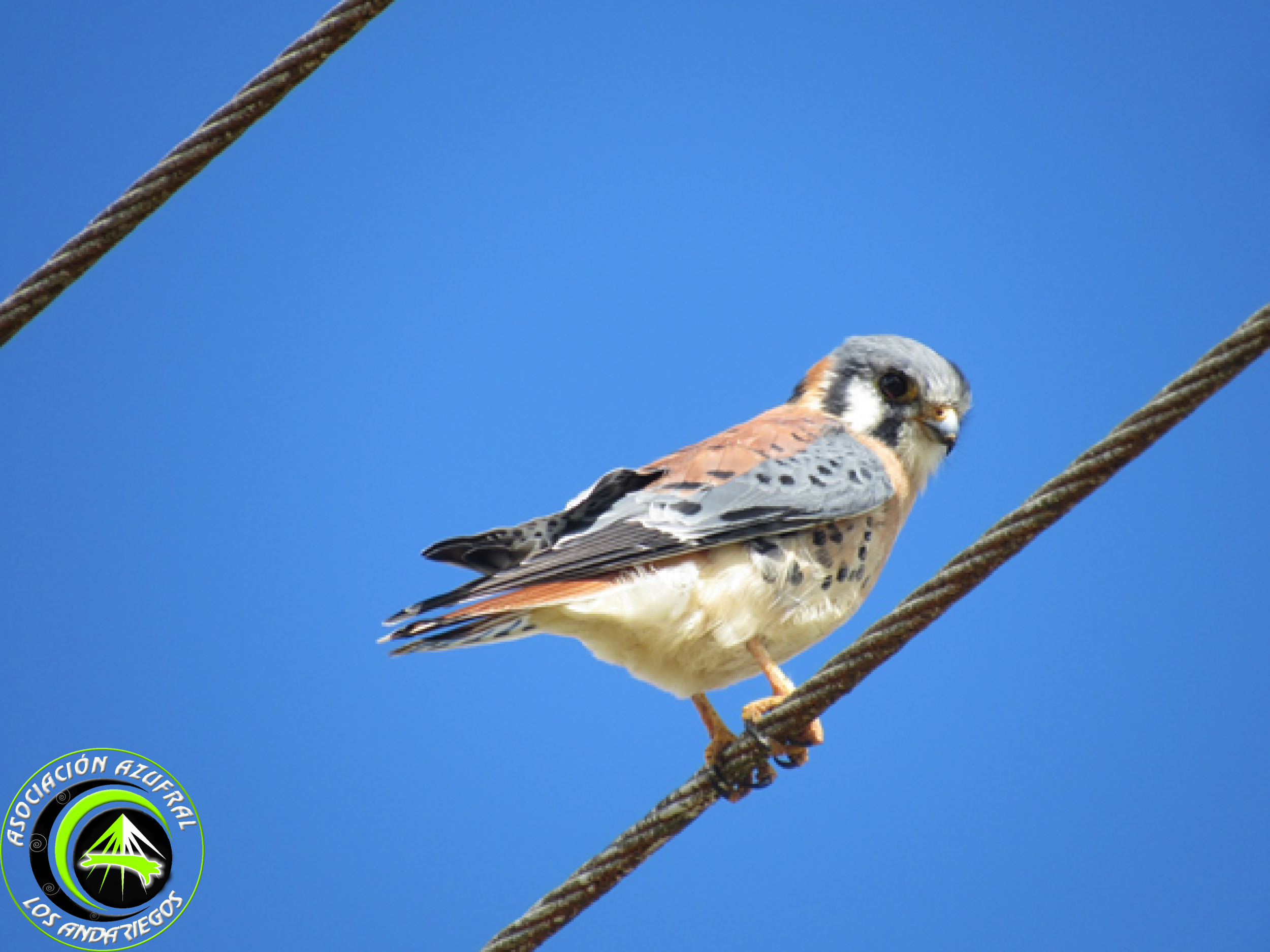 Cernícalo americano