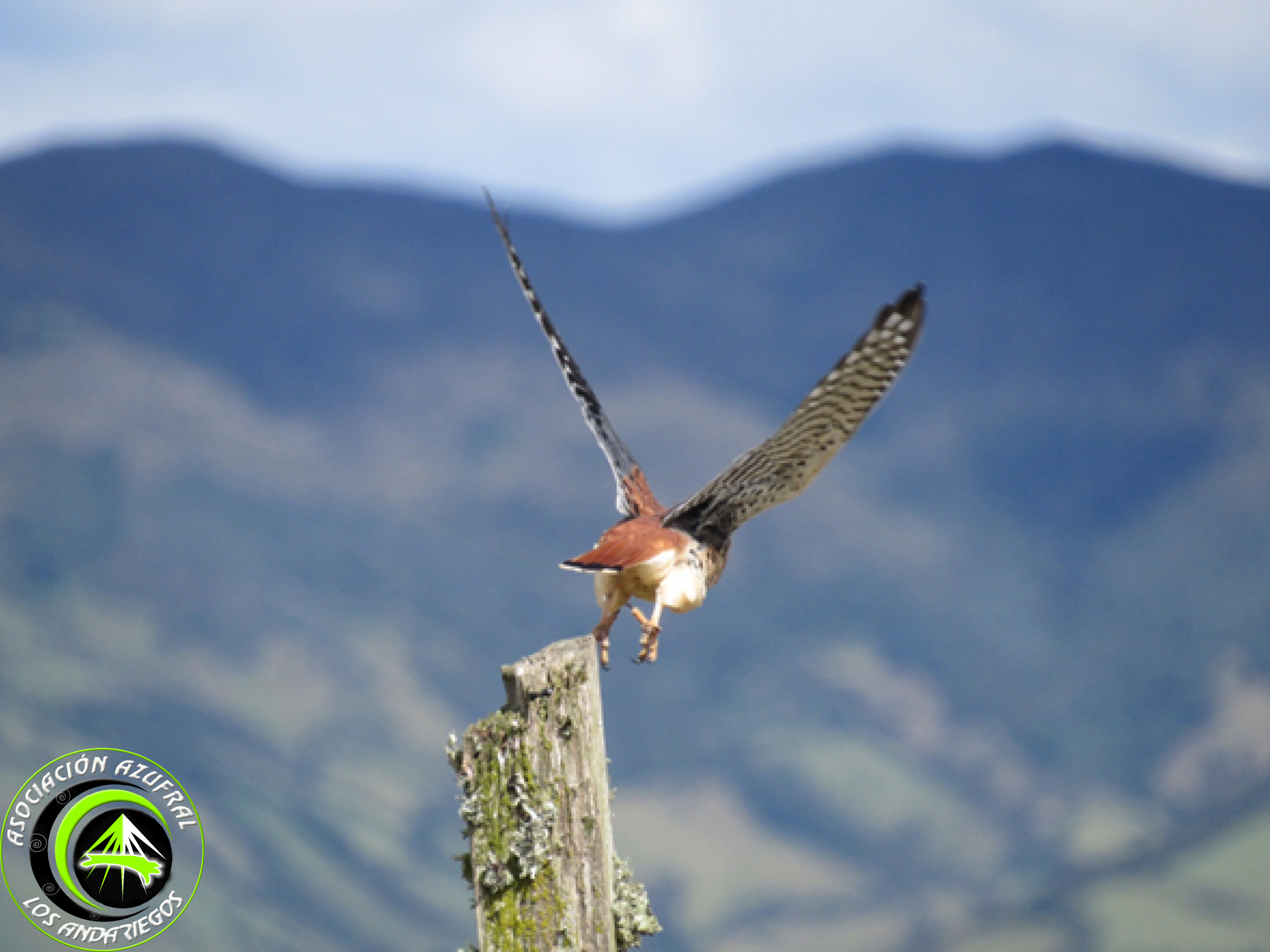 Cernícalo americano 1