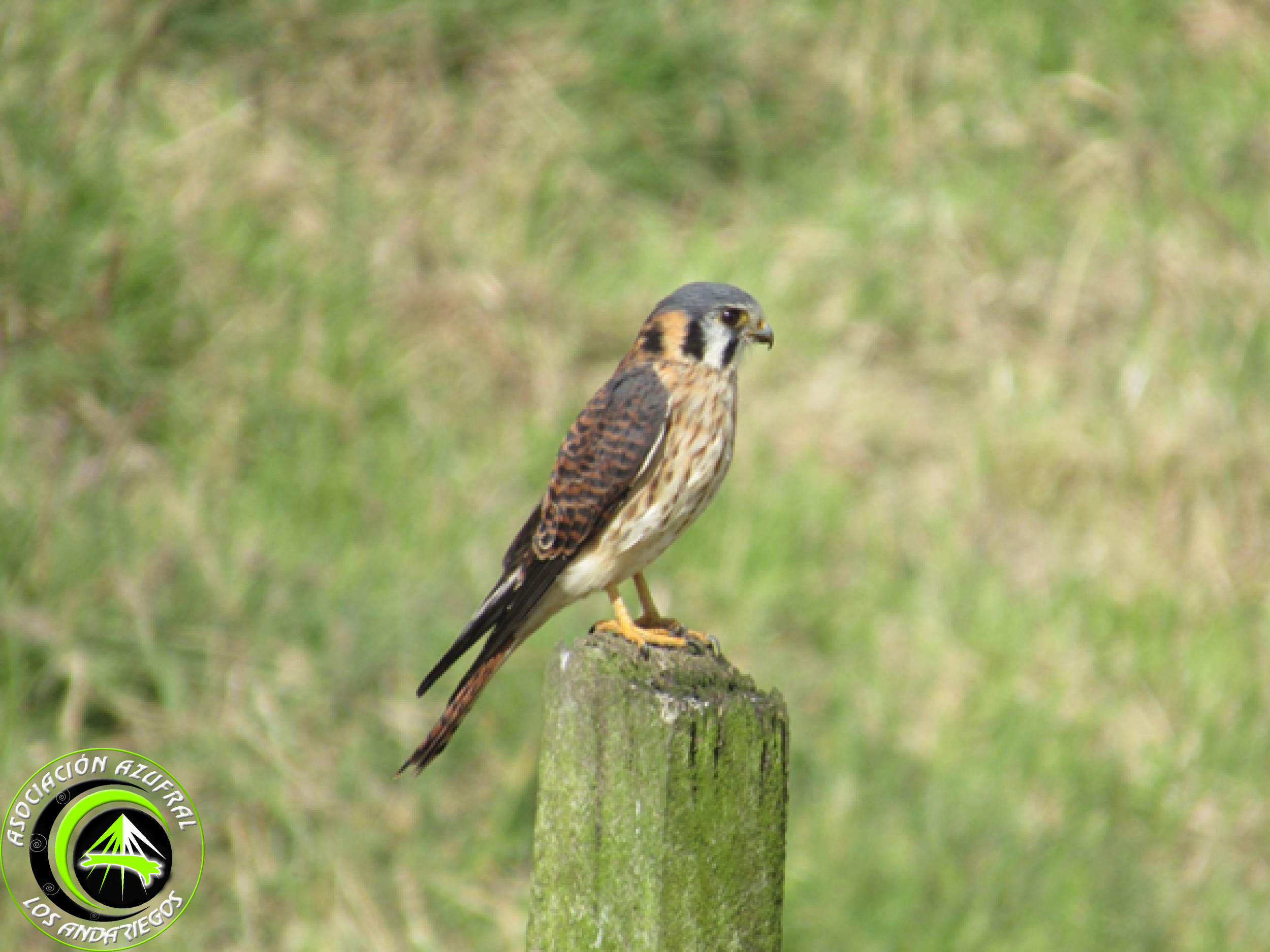 Ruta_1_Cernícalo americano