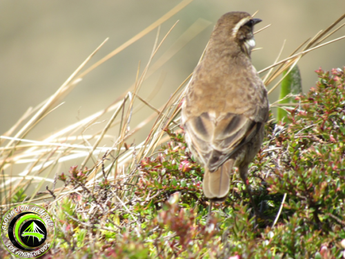 Ruta_1_Remolinera Común