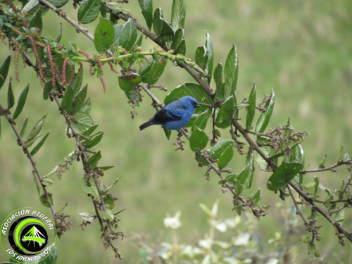 Tangara Azul