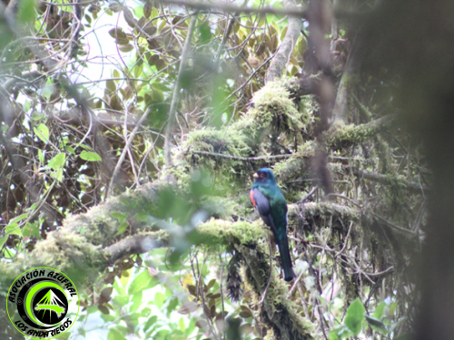 Ruta_1_Trogon