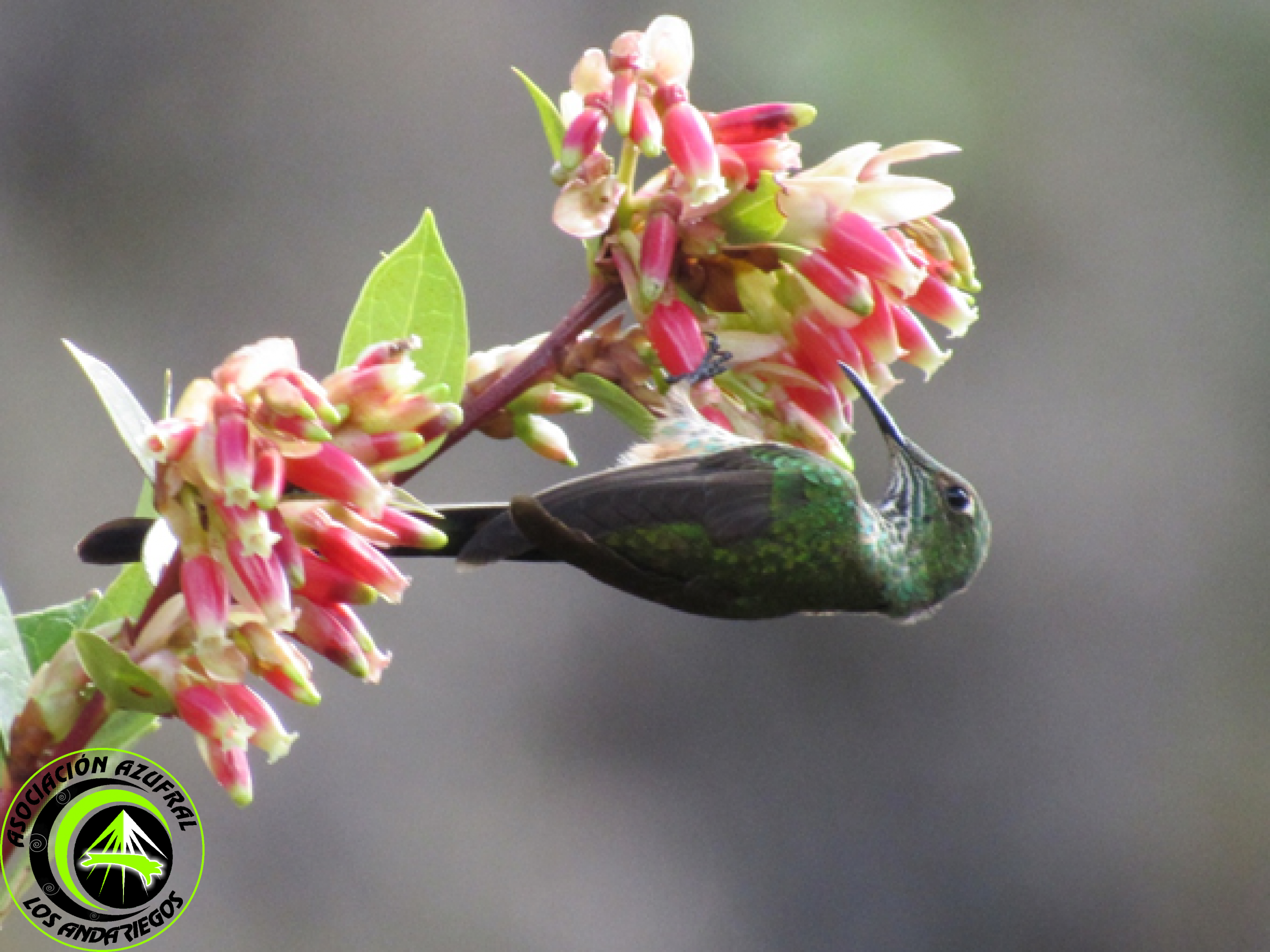 Ruta_3_Colibrí coli largo Menor