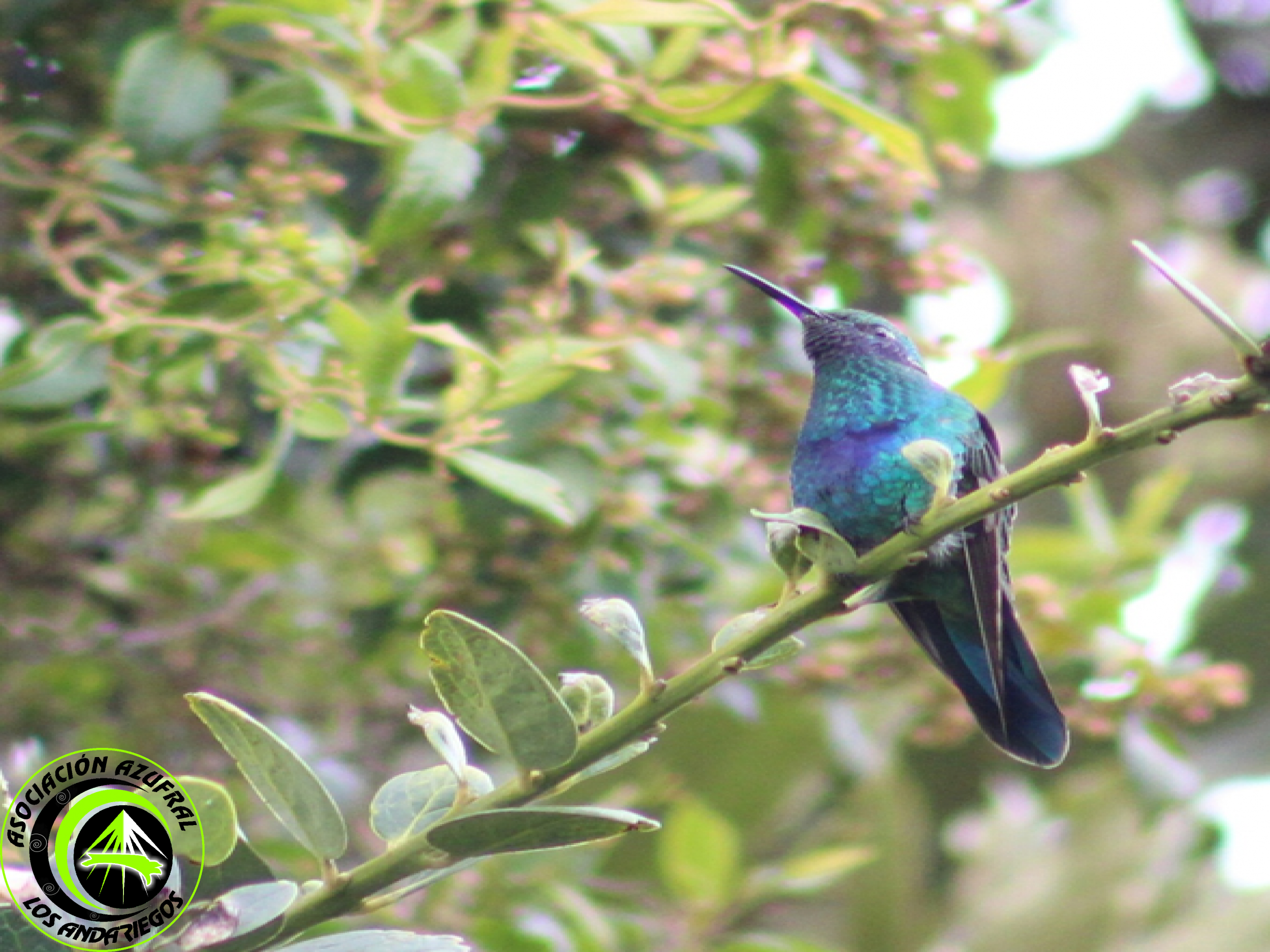 Ruta_3_Colibrí rutilante