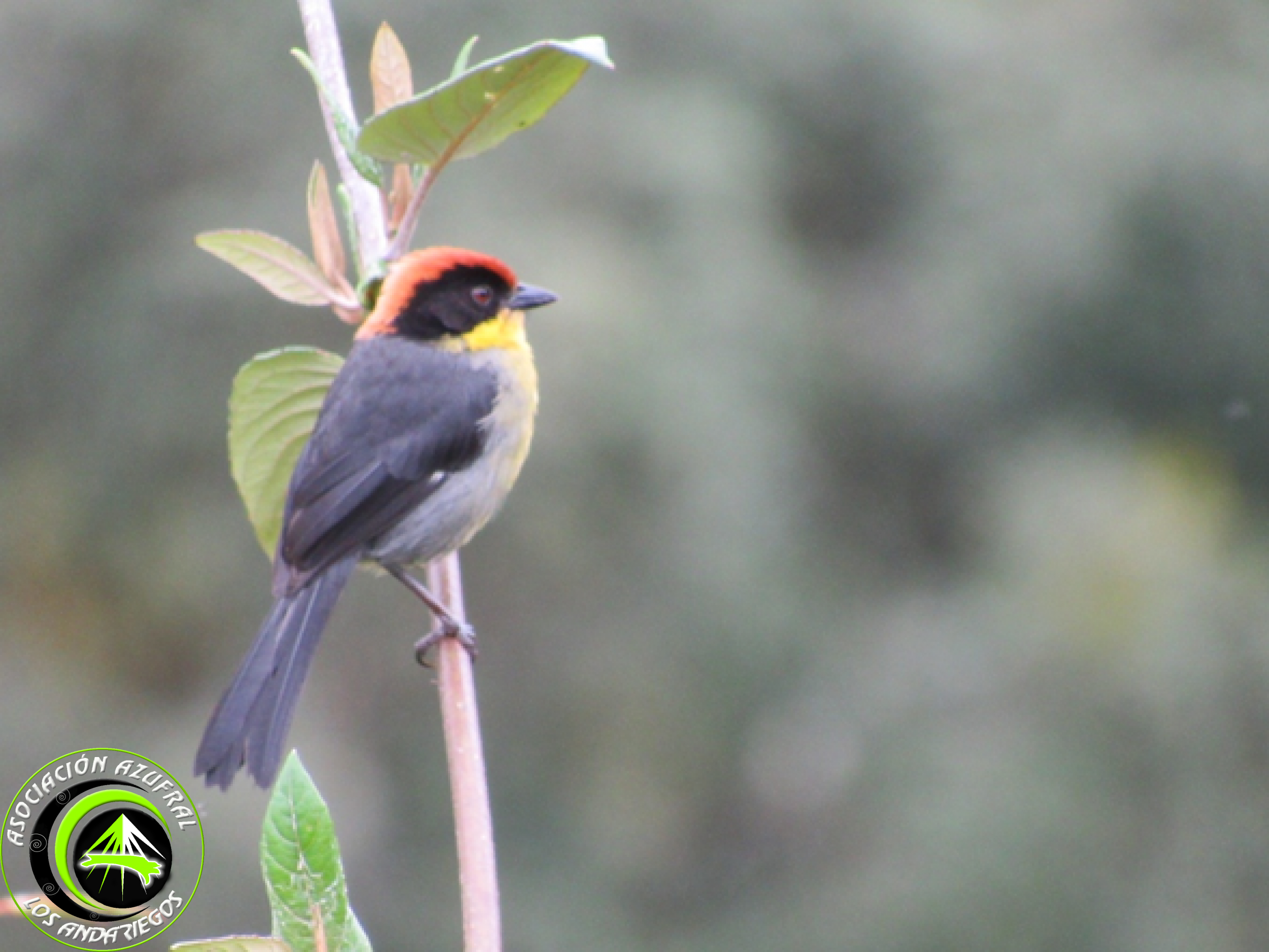 Ruta_3_Copetón Pechi amarillo