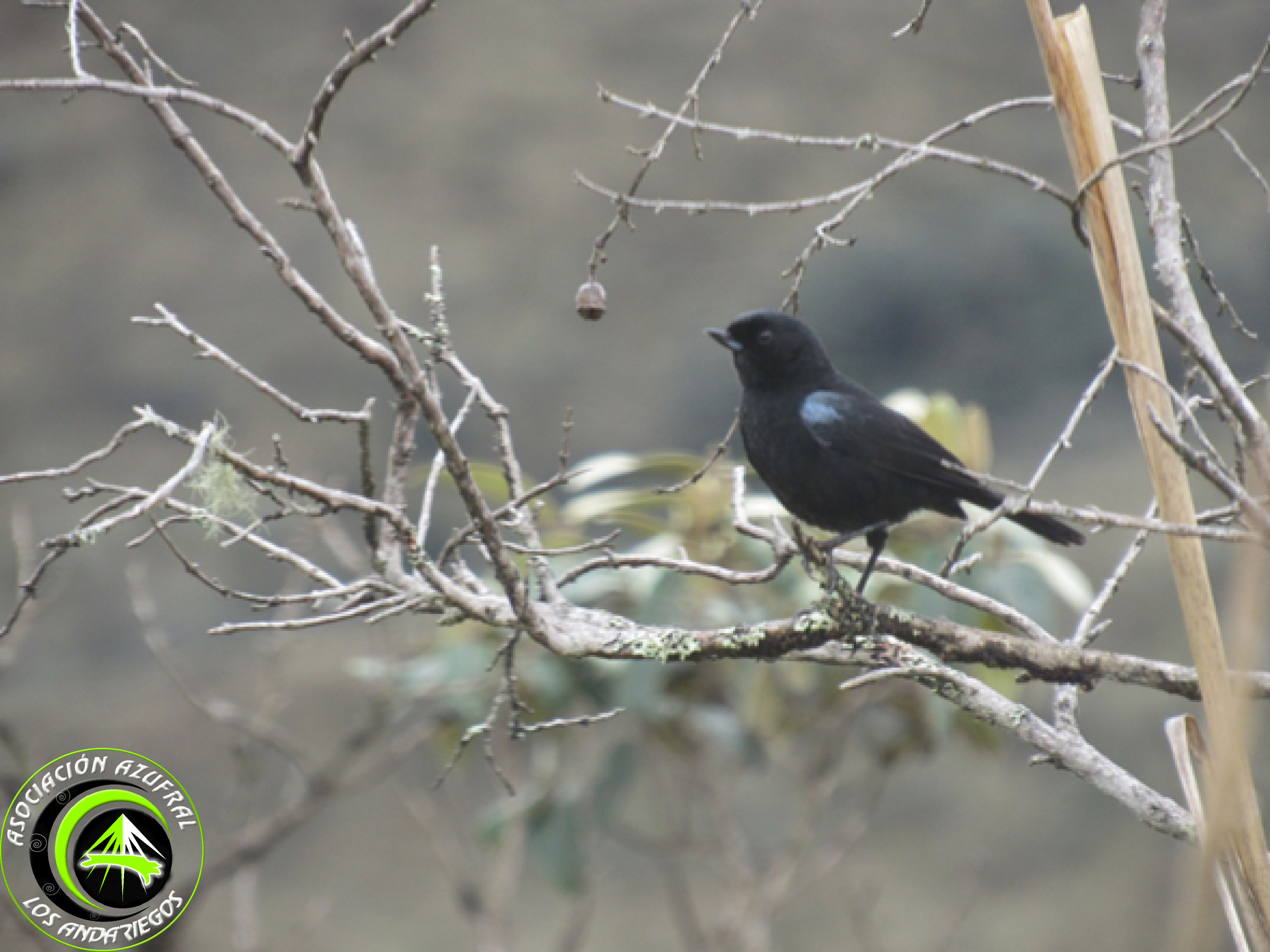 Ruta_3_Diglosa lustrosa