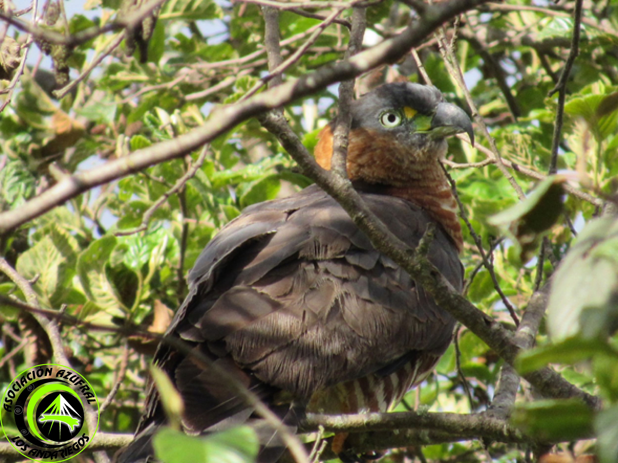 Ruta_3_Gavilán Caracolero