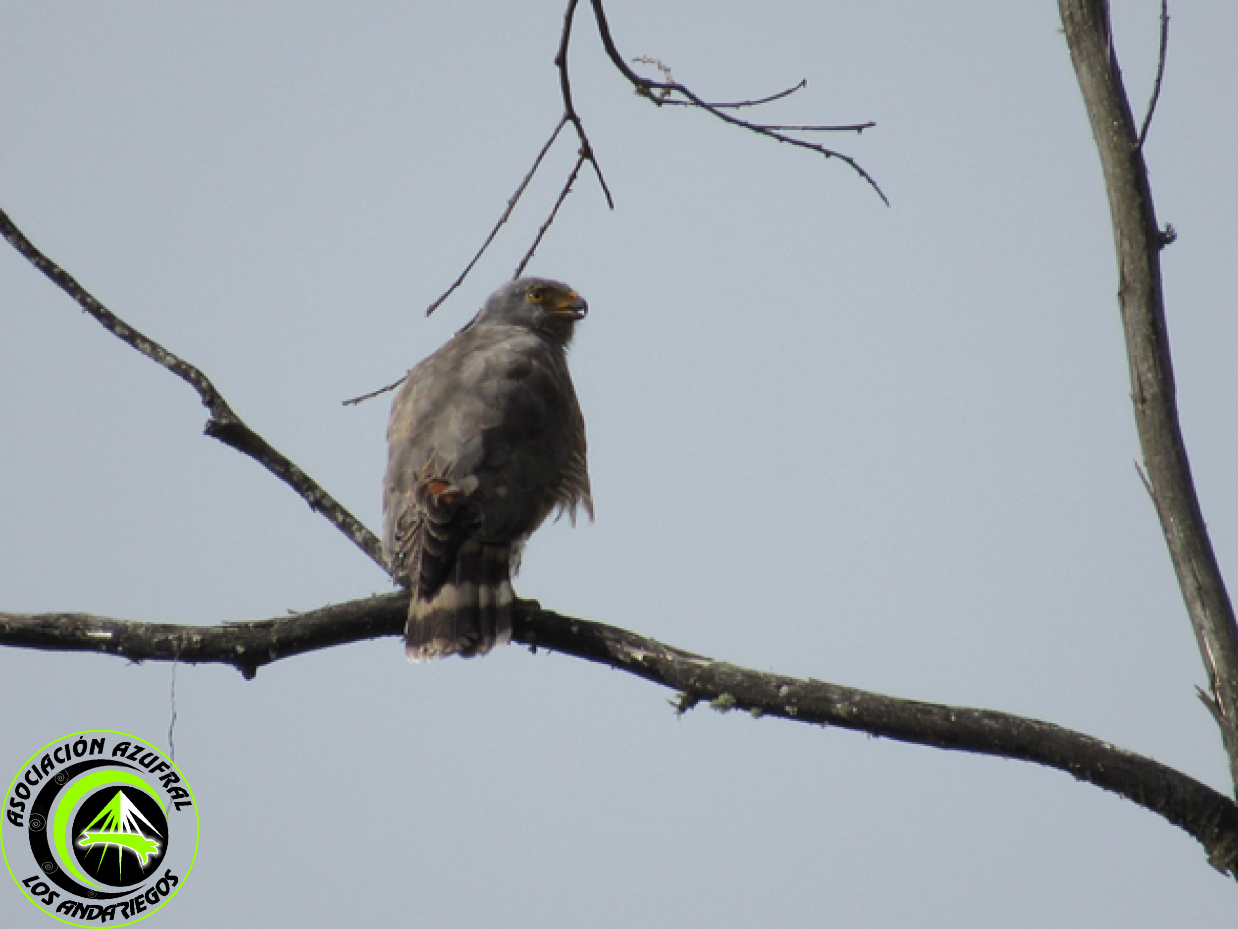 Ruta_3_Gavilán Pollero