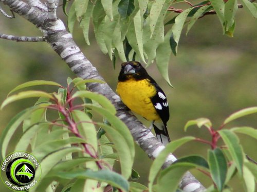 Ruta_3_Pico grueso Ventriamarillo