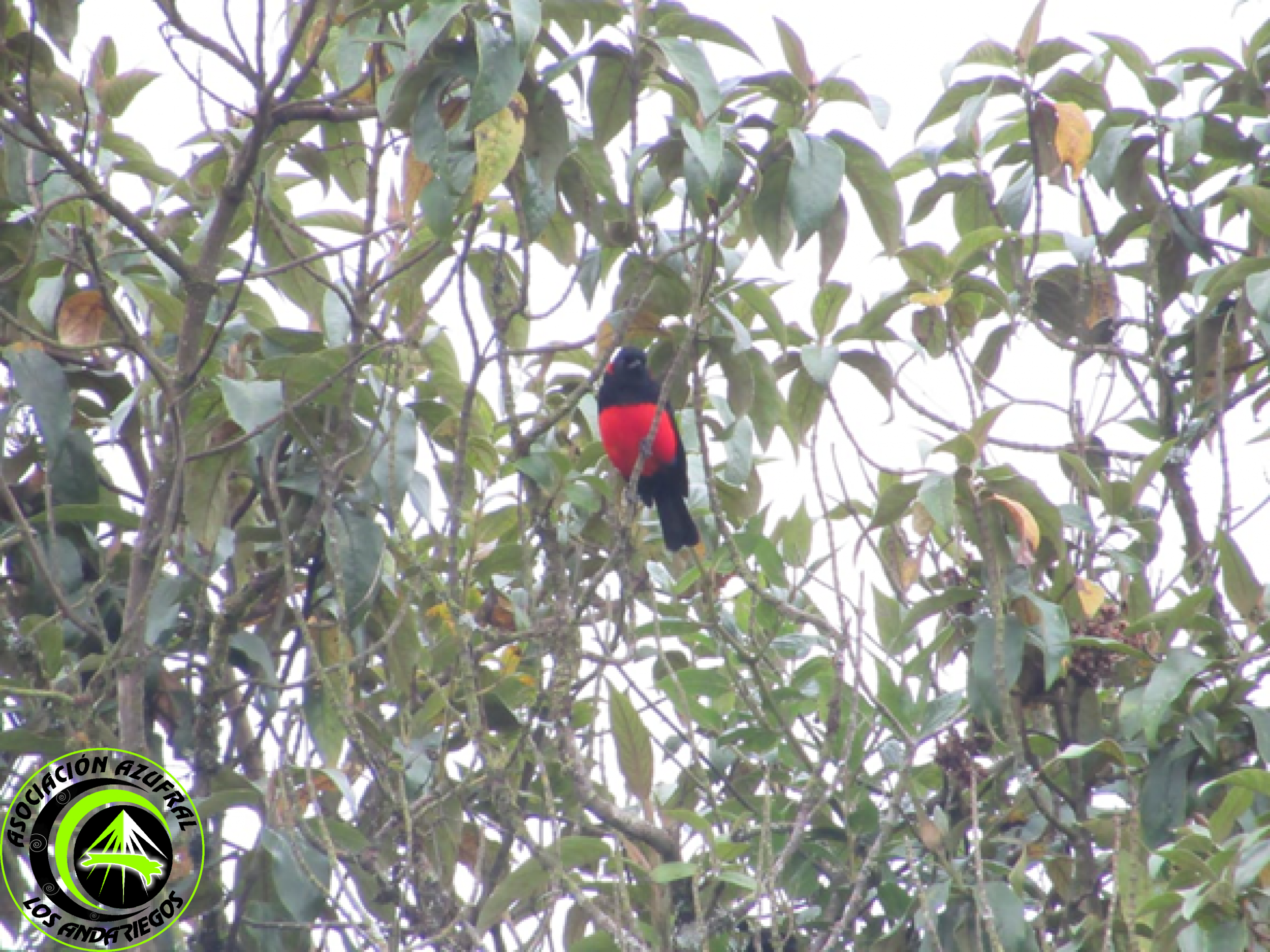 Ruta_3_Tangara de montaña