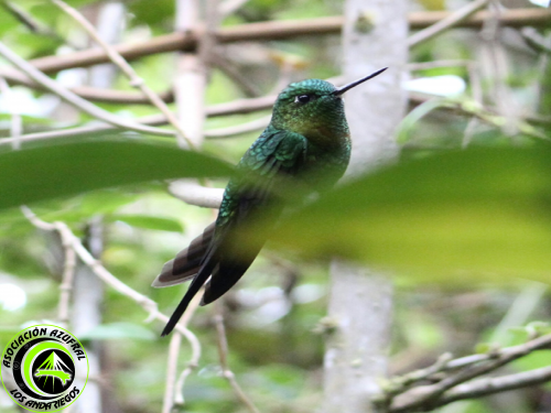 Calzadito de mosquera