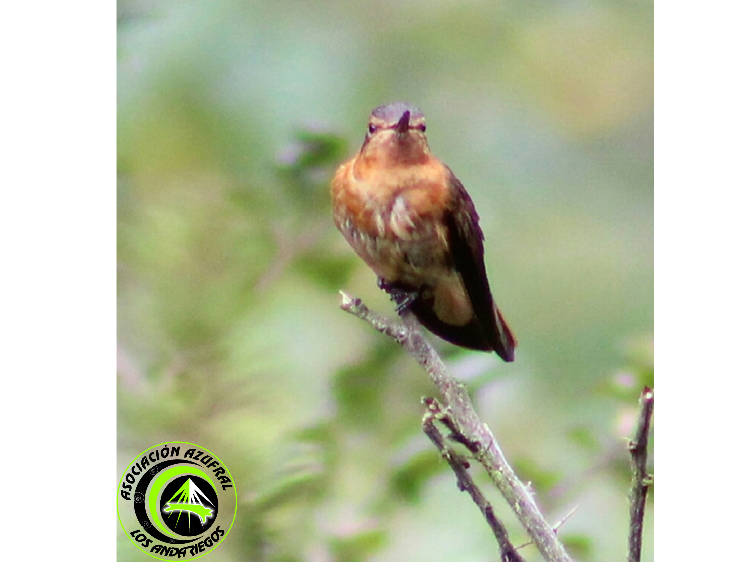 Colibrí anaranjado 1 (1)
