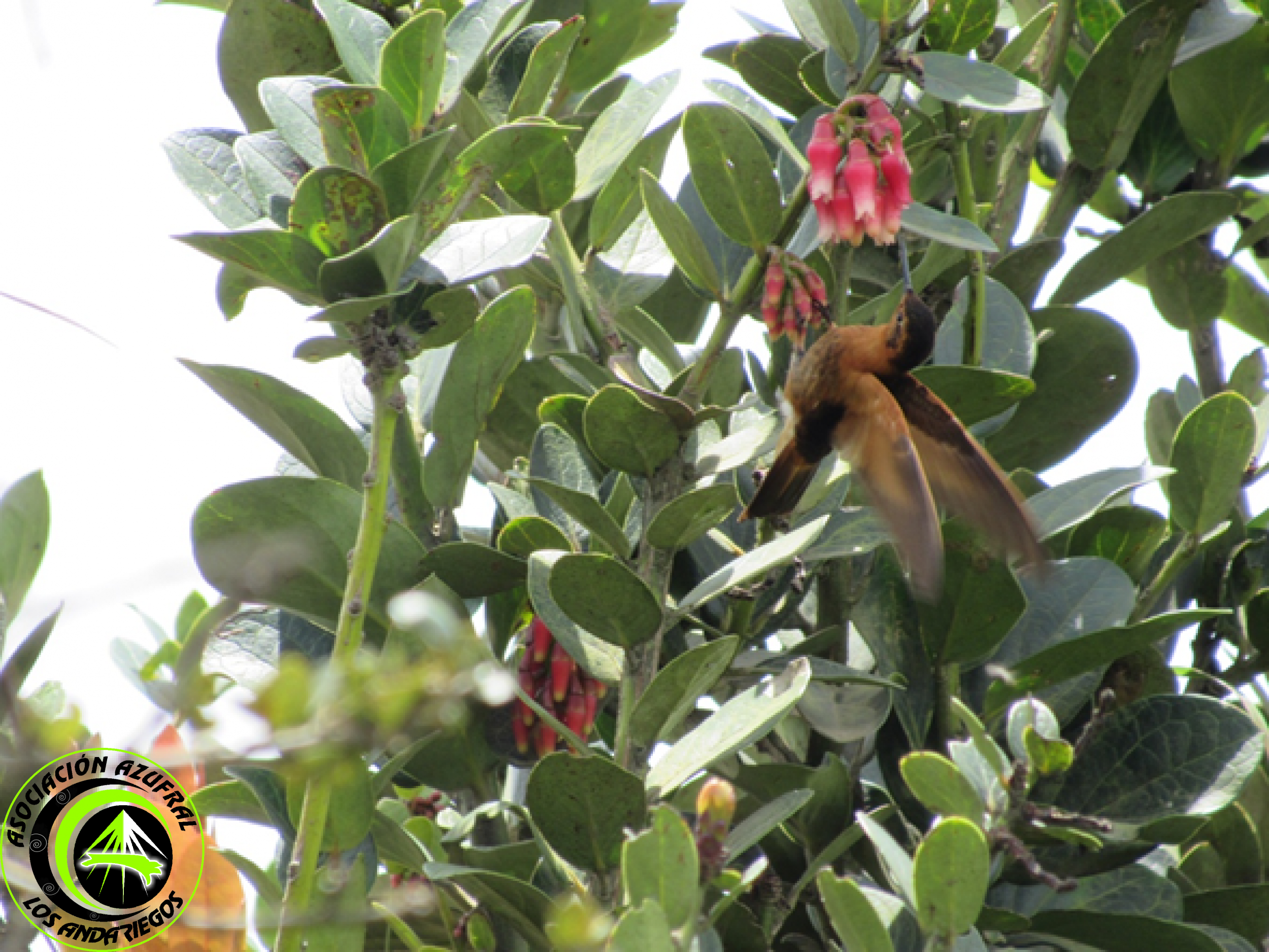 Ruta_2_Colibrí anaranjado