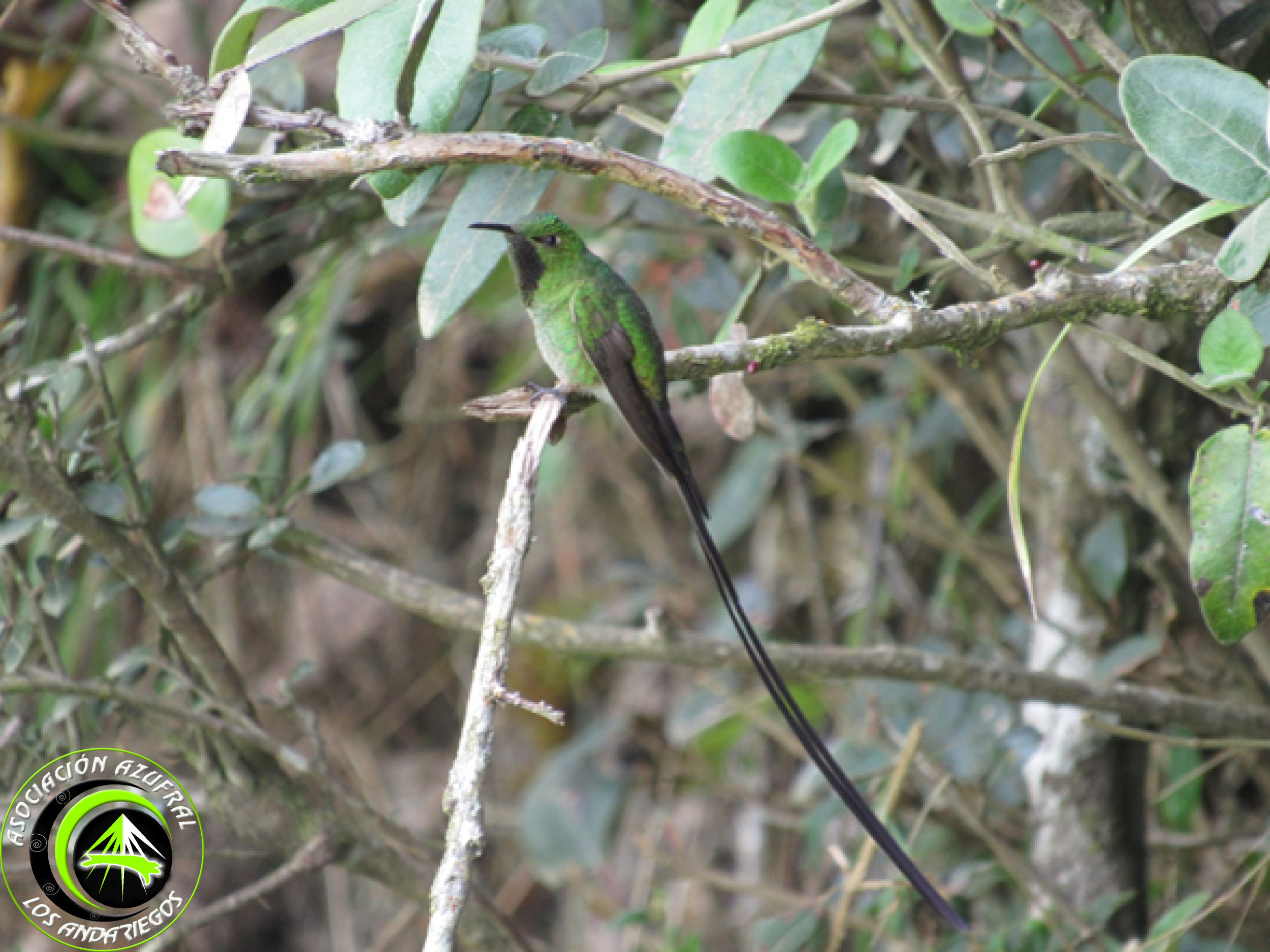Colibrí coli largo Mayor