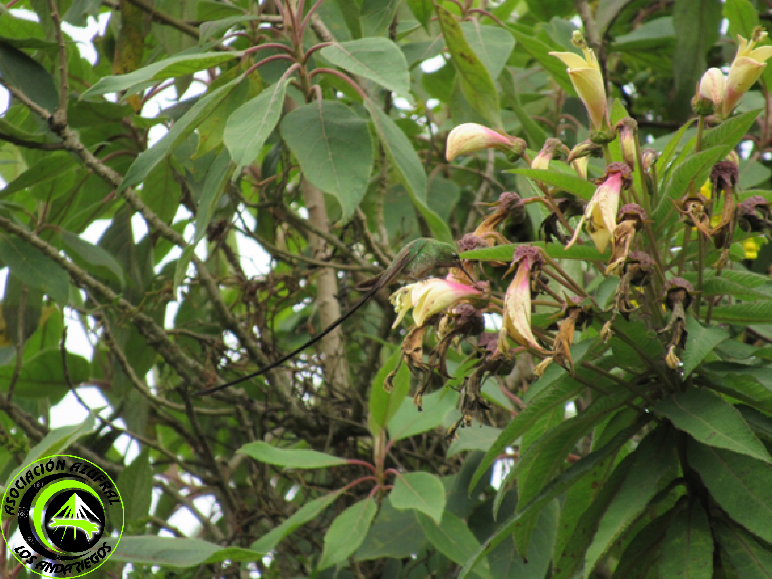 Colibrí coli largo Mayor 1