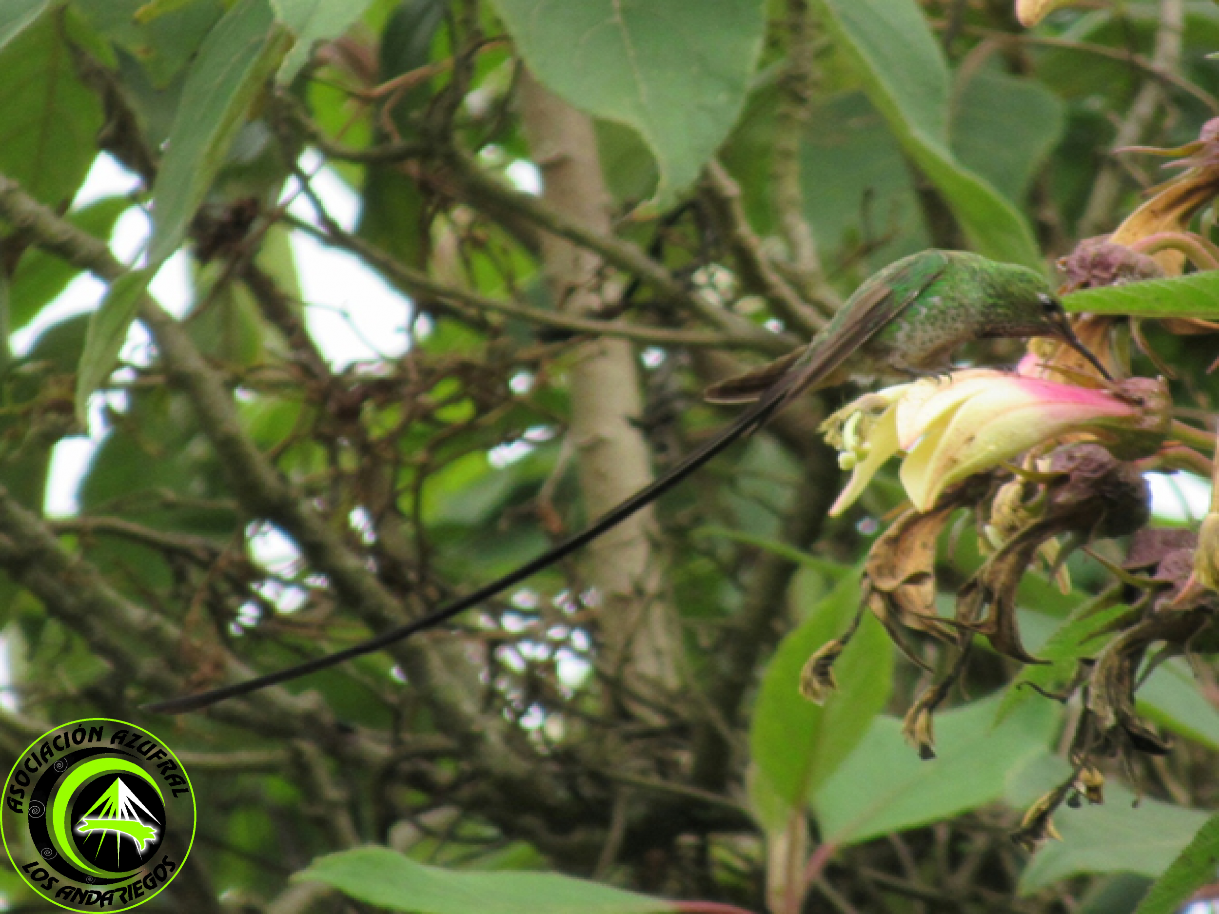 Colibrí coli largo Mayor 3