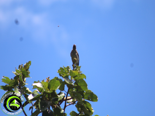 Cotinga cresti rojo 1