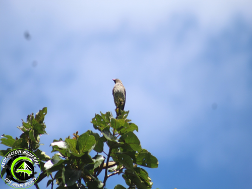 Cotinga cresti rojo 2