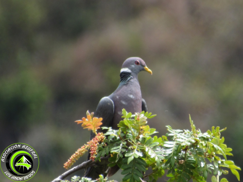 Palomo de collar 1