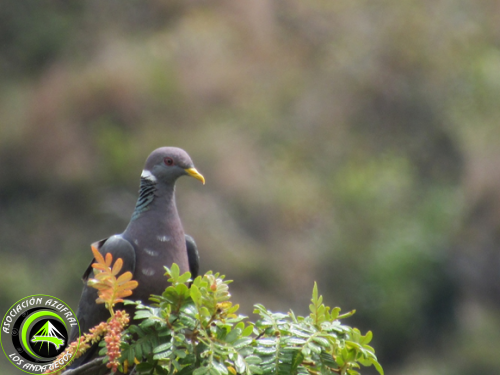 Ruta_2_Palomo de collar